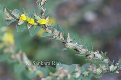 Crotalaria hebecarpa